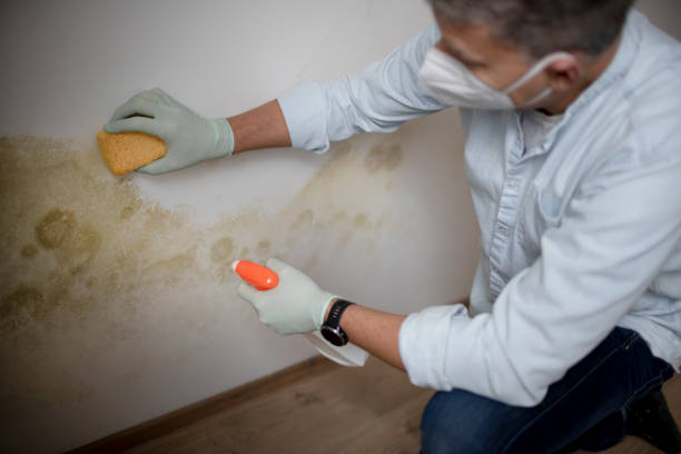Best Fast Mold Removal  in Charlestown, IN