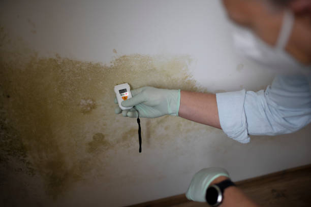 Best Mold Damage Repair  in Charlestown, IN