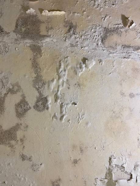 Best Black Mold Removal  in Charlestown, IN