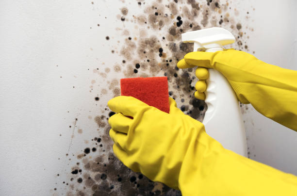 Best Mold Removal and Inspection  in Charlestown, IN